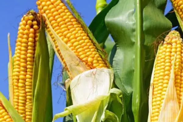 红禾青贮1178玉米种子简介，亩种植密度5000株