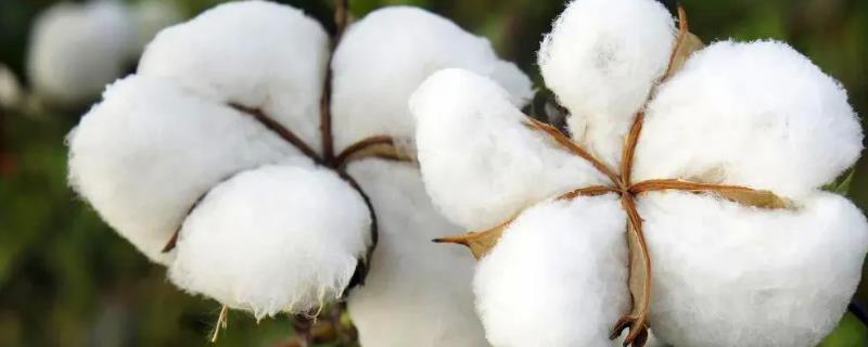 鑫瑞棉6号棉花种子介绍，达到II型品种标准