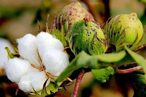 鑫瑞棉6号棉花种子介绍，达到II型品种标准