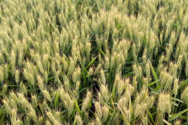 有孚6号小麦种子特征特性,比对照品种周麦18熟期稍早