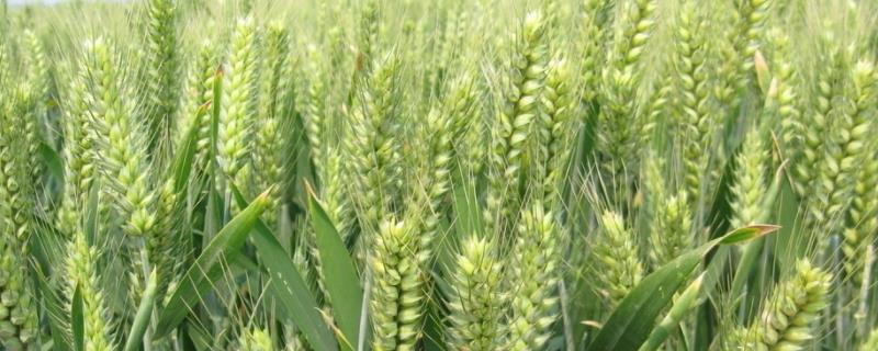 连麦15小麦种子特点，与对照品种周麦18熟期相当