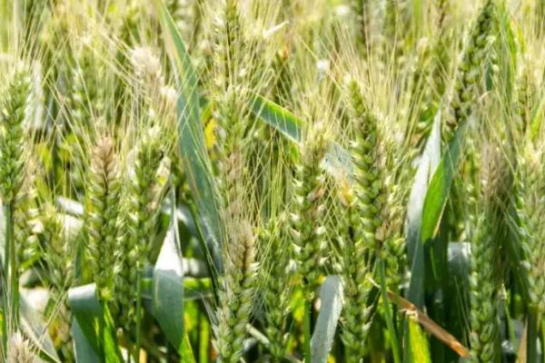 豫农905小麦品种简介，每亩适宜基本苗18万—20万