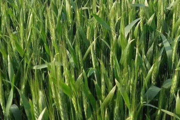 鲲麦7号小麦种子简介，与对照品种周麦18熟期相当