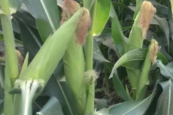 冀农273玉米品种简介，喇叭口期注意防治玉米螟