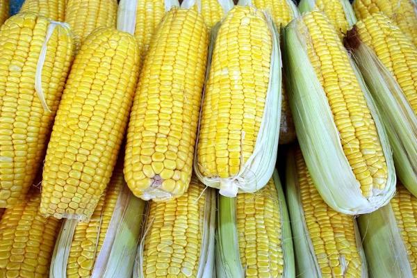 渤单7650玉米品种简介，生育期128天左右