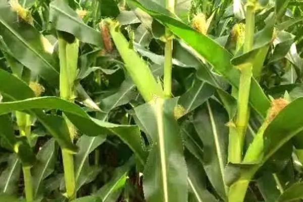 科玉520玉米种子特征特性，生育期122天左右