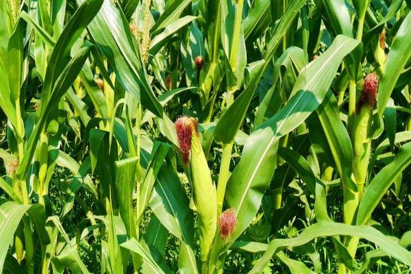 密花甜糯26号玉米品种的特性，适宜密度为3500株/亩左右