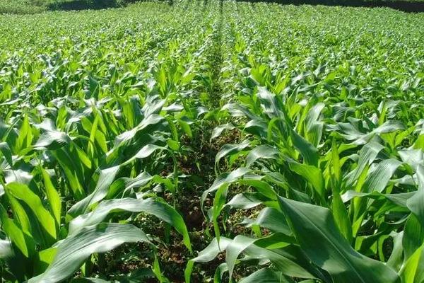 民泰1T玉米品种简介，适宜密度为4500株/亩左右