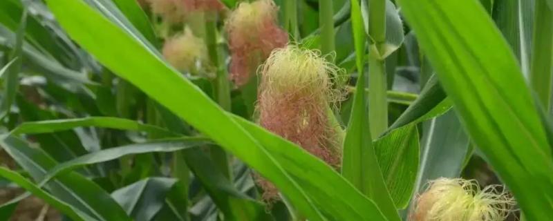 密花甜糯26号玉米品种的特性，适宜密度为3500株/亩左右