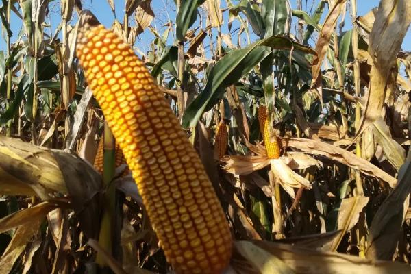 葫新2155玉米品种简介,生育期105天左右