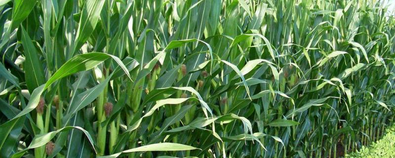冀农273玉米品种简介，喇叭口期注意防治玉米螟