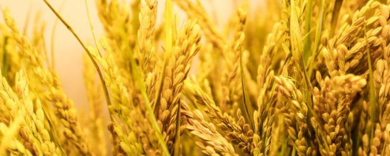 长田优405水稻种子特征特性，每亩插足基本苗2万以上