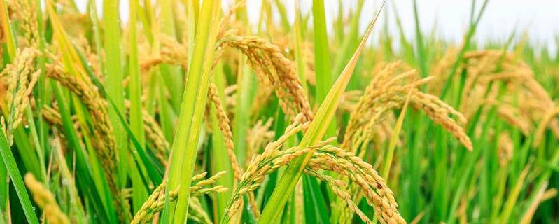 绿晶占水稻种子特点，全生育期126.9天
