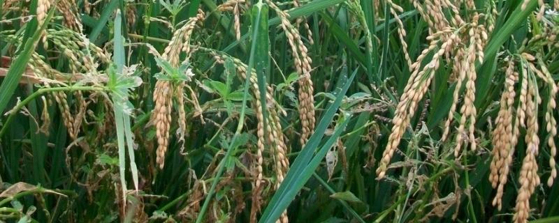 荃广优徽丝水稻种子特征特性，每亩插足基本苗8万以上