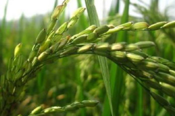 苏优3705水稻种子简介，一般5月下旬—6月上旬播种