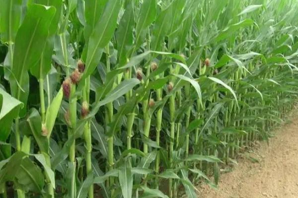 王太18号玉米种子特征特性,全生育期灌水3-4次