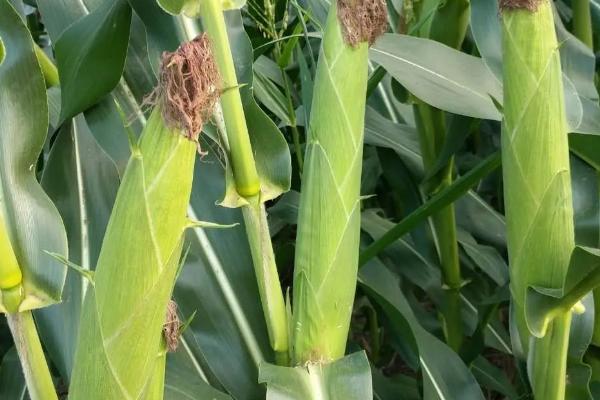 青玉127玉米种子介绍，生育期为127天