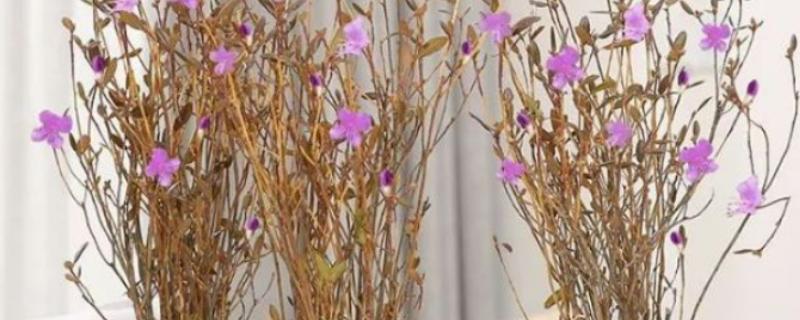 怎么养杜鹃花干枝，适宜生长在温暖且湿润的环境中