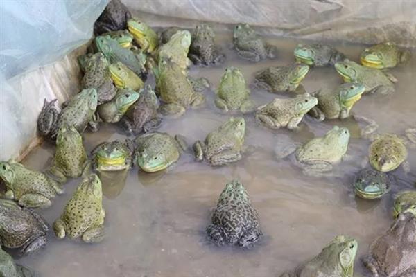 养殖牛蛙的条件， 要在水源充足且干净、交通便利的地方建塘
