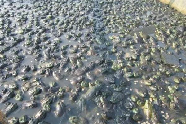 养殖牛蛙的条件， 要在水源充足且干净、交通便利的地方建塘