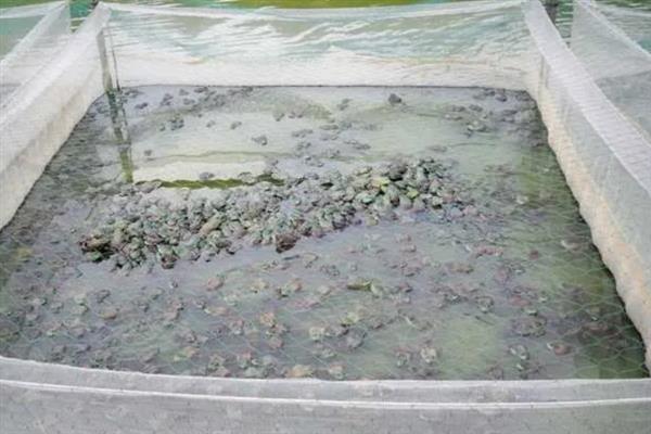 养殖牛蛙的条件， 要在水源充足且干净、交通便利的地方建塘