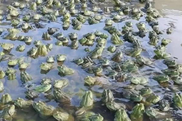 养殖牛蛙的条件， 要在水源充足且干净、交通便利的地方建塘