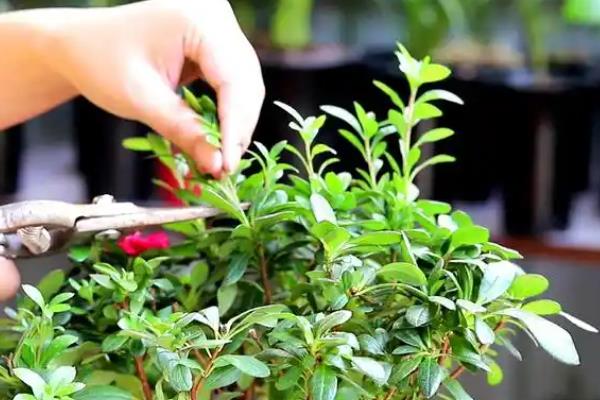 怎么养杜鹃花干枝，适宜生长在温暖且湿润的环境中