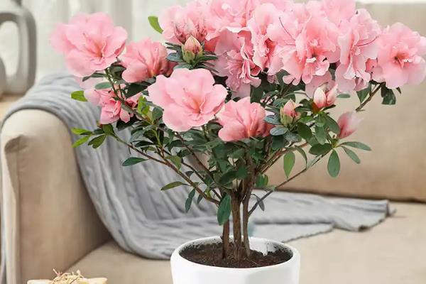 怎么养杜鹃花干枝，适宜生长在温暖且湿润的环境中