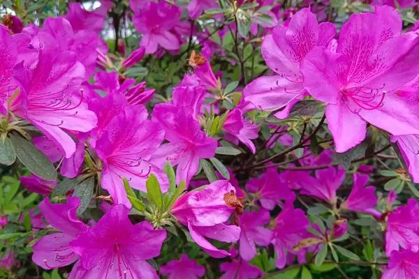 怎么养杜鹃花干枝，适宜生长在温暖且湿润的环境中