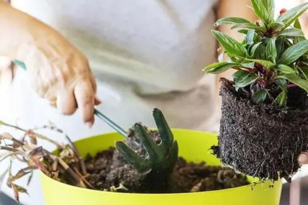 盆栽大量落叶如何处理，可剪除烂根再换土重栽