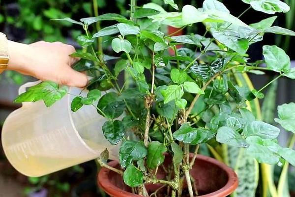 盆栽大量落叶如何处理，可剪除烂根再换土重栽
