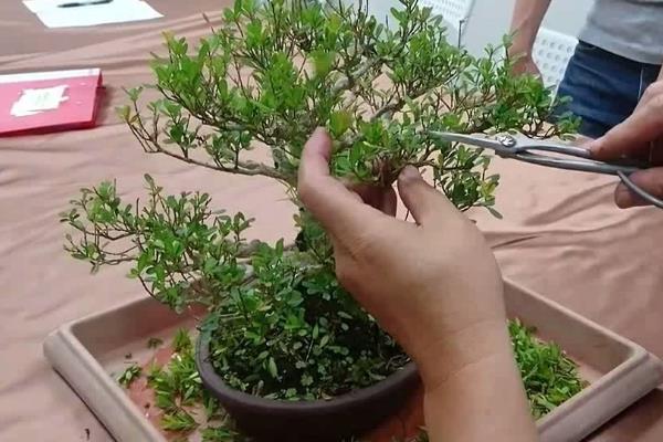 盆栽大量落叶如何处理，可剪除烂根再换土重栽