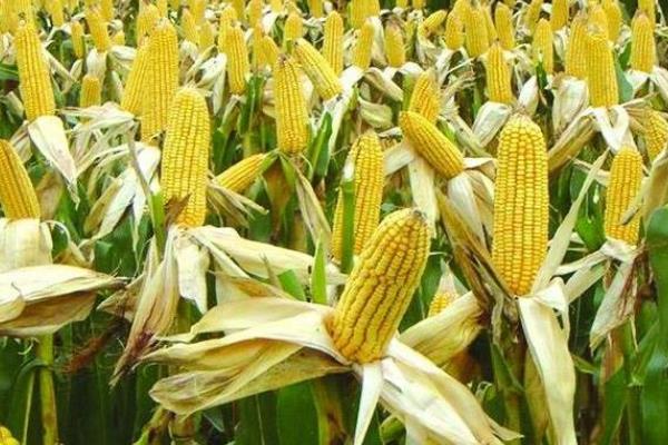 迪卡2235玉米的种子积温，一般需要控制在2450-2500℃