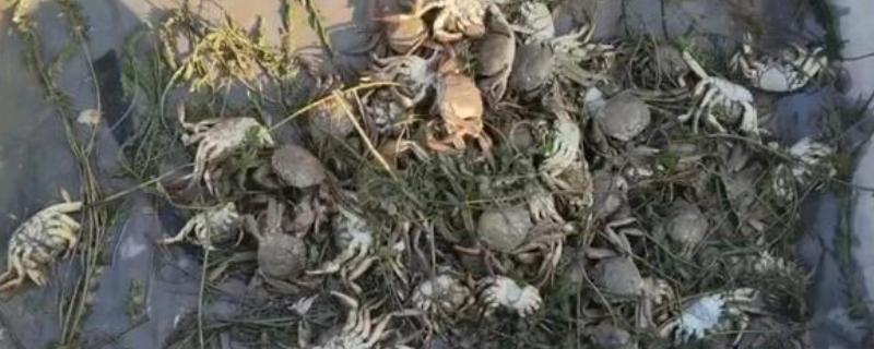 秋季河蟹死亡的原因是什么，可能是温差太大引起感冒导致