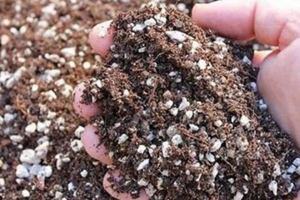 香雪兰的种植方法，容易发生花叶病、球腐病等