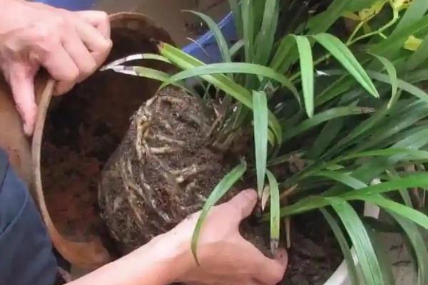 香雪兰的种植方法，容易发生花叶病、球腐病等