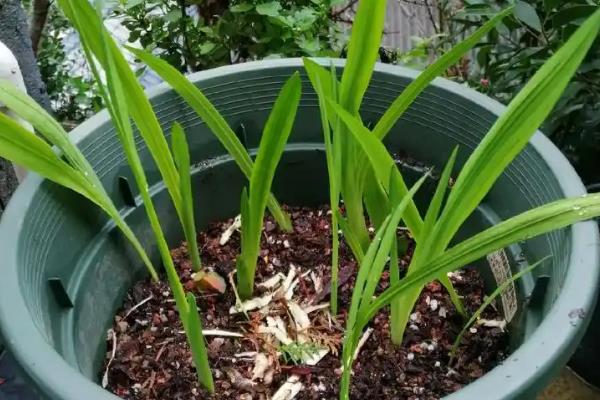 香雪兰的种植方法，容易发生花叶病、球腐病等