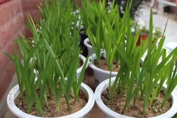 香雪兰的种植方法，容易发生花叶病、球腐病等