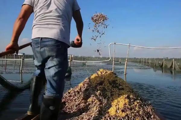 秋季河蟹死亡的原因是什么，可能是温差太大引起感冒导致