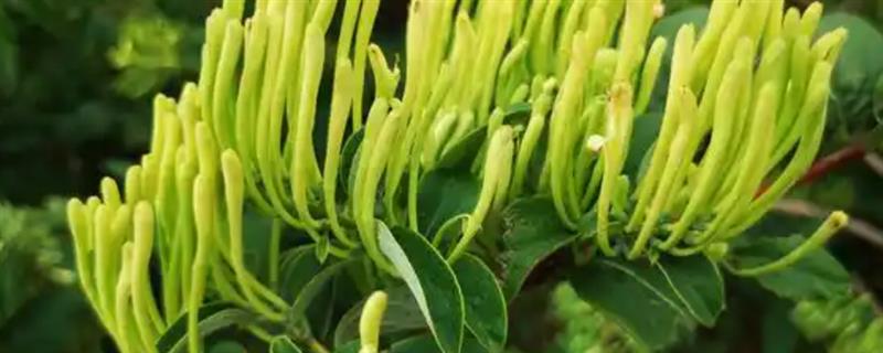 金银花的种植时间，11月份到翌年3月份为宜