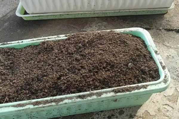 繁星花怎么养殖，将土壤的酸碱值保持在6.5-6.8