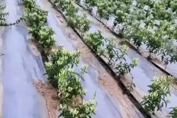 金银花的种植时间，11月份到翌年3月份为宜
