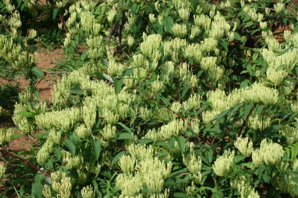 金银花的种植时间，11月份到翌年3月份为宜