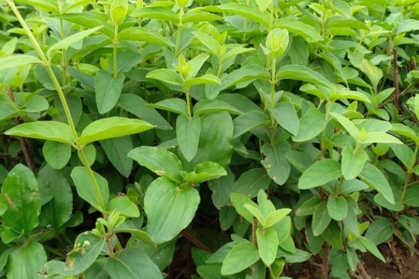 金银花的种植时间，11月份到翌年3月份为宜