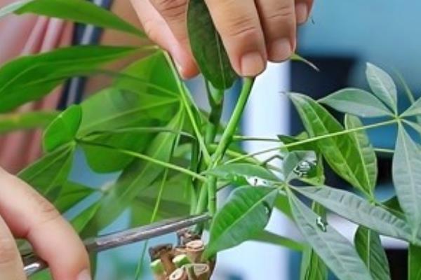 发财树干枯如何补救，取出植株剪除烂根再放到通风处养护