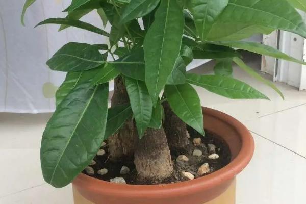 发财树干枯如何补救，取出植株剪除烂根再放到通风处养护