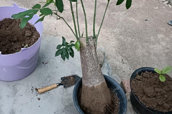 发财树干枯如何补救，取出植株剪除烂根再放到通风处养护