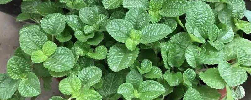 吸毒草会开花吗，吸毒草是会开花的