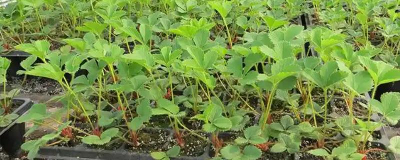 育草莓苗的方法，在生长旺期前追施速效肥