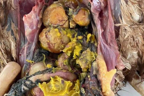 鸡为什么不下蛋，以蛋位不正、泄殖腔发炎等因素为主